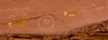 Petroglyphs on sandstone, Canyon de Chelly National Monument, Arizona, USA Poster Print - Item # VARPPI167527