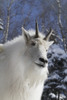 Adult Mountain goat. Female. Southcentral Alaska. Winter. Goat. PosterPrint - Item # VARDPI2429391