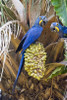 Hyacinth macaws eating palm nuts  Three Brothers River  Meeting of the Waters State Park  Pantanal Wetlands  Brazil Poster Print by Panoramic Images (16 x 24) - Item # PPI125204