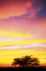 Hawaii, Big Island, Sunset At Kohala Coast PosterPrint - Item # VARDPI1998119
