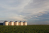 Metal grain bins reflecting sunrise in a mid growth canola field with clouds and blue sky; Alberta, Canada PosterPrint - Item # VARDPI12251045