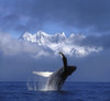 Humpback Whale Breaches In Clearing Fog Se Ak Spring W/Mendenhall Towers Background Composite PosterPrint - Item # VARDPI2093747