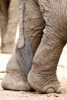 Close-up of legs and tail of an African elephant (Loxodonta africana)  Lake Manyara  Tanzania Poster Print by Panoramic Images (16 x 24) - Item # PPI119388