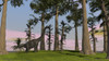 Large Brachiosaurus grazing among trees Poster Print - Item # VARPSTKVA600005P