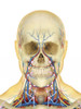 Human face and neck area with internal throat parts, nervous system, lymphatic system and circulatory system Poster Print - Item # VARPSTSTK701098H