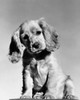 Close-up of a Cocker Spaniel puppy Poster Print - Item # VARSAL25531243