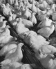 High angle view of a flock of chickens Poster Print - Item # VARSAL25529713