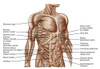 Anatomy of human abdominal muscles Poster Print - Item # VARPSTSTK700548H