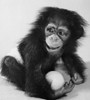 Close-up of a young chimpanzee holding a ball Poster Print - Item # VARSAL9901557