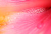 Close Up Of Giant Pink Iris, Hilo, Hawaii PosterPrint - Item # VARDPI2039420