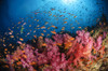 Anthias fish and soft corals, Fiji, Pacific Ocean Poster Print - Item # VARPSTTSW400067U