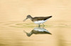 Close-up of a Wood sandpiper (Tringa glareola) in water  Keoladeo National Park  Rajasthan  India Poster Print by Panoramic Images (16 x 11) - Item # PPI125702
