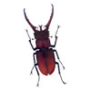 Henry Lin; Beetle PosterPrint
