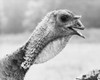 Close-up of a Broad-breasted Bronze Turkey Poster Print - Item # VARSAL25529667