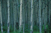 Aspen Trees In Jasper Forest PosterPrint - Item # VARDPI4510