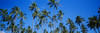 Grove Of Palm Trees, Bright Blue Sky, Panoramic PosterPrint