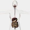 Medical illustration of the human digestive system, three dimensional view Poster Print - Item # VARPSTSTK700250H