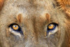 http://c328301.r1.cf1.rackcdn.com/PDDAF42DWA0203.jpg