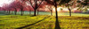 Cherry Blossoms in a Park  England Poster Print by Panoramic Images (36 x 12) - Item # PPI126452