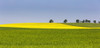A flowering canola field framed by green fields with trees and blue sky; Acme, Alberta, Canada PosterPrint - Item # VARDPI12285326