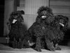 Three black French poodles Poster Print - Item # VARSAL255423446