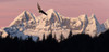 Bald Eagle In Flight At Sunset With Mendenhall Towers In Background Tongass National Forest Juneau Southeast Alaska Summer Composite PosterPrint - Item # VARDPI2103649