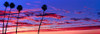 Silhouette of palm trees at sunrise, Santa Barbara, California, USA Poster Print - Item # VARPPI164959