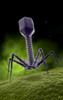Microscopic view of bacteriophage Poster Print - Item # VARPSTSTK700030H