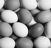 Eggs; Waterloo, Quebec, Canada PosterPrint - Item # VARDPI2333745