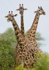 Three Masai giraffe standing in a forest  Lake Manyara  Lake Manyara National Park  Tanzania Poster Print by Panoramic Images (17 x 24) - Item # PPI95723