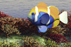 A colorful clownfish swims among the corals of an ocean reef Poster Print - Item # VARPSTCFR300036U