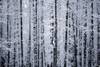 Snowcovered Cottonwood Trees Girdwood Southcentral Alaska Winter PosterPrint - Item # VARDPI2150537