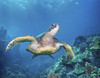 Hawaii, Green Sea Turtle (Chelonia Mydas) An Endangered Species. PosterPrint - Item # VARDPI1975913