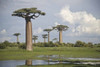 Baobab trees (Adansonia digitata) at the Avenue of the Baobabs  Morondava  Madagascar Poster Print by Panoramic Images (36 x 24) - Item # PPI139050