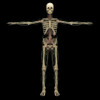 3D rendering of human lymphatic system with skeleton Poster Print - Item # VARPSTSTK701174H