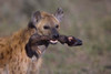 Close-up of a hyena holding a wildebeest's leg  Ngorongoro Conservation Area  Arusha Region  Tanzania Poster Print by Panoramic Images (16 x 11) - Item # PPI95842