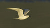 Close-up of a Gull-billed tern  Ngorongoro Crater  Arusha Region  Tanzania (Sterna nilotica) Poster Print by Panoramic Images (16 x 9) - Item # PPI95836