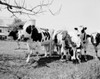 Cows grazing on pasture Poster Print - Item # VARSAL255424671