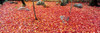 Maple leaves on the garden of a Japanese temple, Kyoto City, Kyoto Prefecture, Japan Poster Print - Item # VARPPI167379
