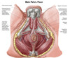 Pelvic floor of human male Poster Print - Item # VARPSTSTK700823H