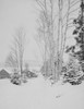 USA  New Hampshire  Lancaster  Winter landscape with birch tree Poster Print - Item # VARSAL255420497