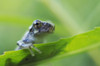 Young Gray Tree Frog; Les Cedres Quebec Canada PosterPrint