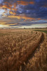 Sunrise Over A Barley Field On A Farm In Central Alberta PosterPrint - Item # VARDPI2044262
