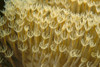 Indonesia, Yellow Soft Coral (Sarcophyton Sp?) Close-Up PosterPrint - Item # VARDPI2003376