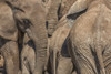 Elephants gather at a watering hole in Addo Elephant National Park; South Africa PosterPrint - Item # VARDPI12281410