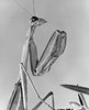 Close-up of a Praying Mantis Poster Print - Item # VARSAL9901733