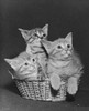 Three kittens in a basket Poster Print - Item # VARSAL25530097