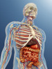 Transparent human body with internal organs, nervous system, lymphatic system and circulatory system. Poster Print - Item # VARPSTSTK701095H