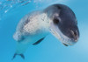 Facial view of a leopard seal during a close encounter, Astrolabe Island, Antarctica Poster Print - Item # VARPSTSJN400649U