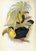 Short-Billed Toucan  John Gould  Lithograph Poster Print - Item # VARSAL900140744